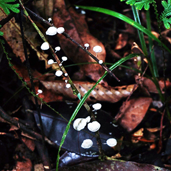 High Resolution Image