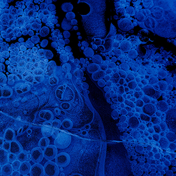 High Resolution Image